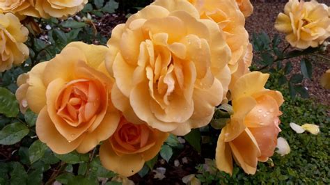 Rosa 'South Africa' - Rose 'South Africa' | Stellenbosch University ...