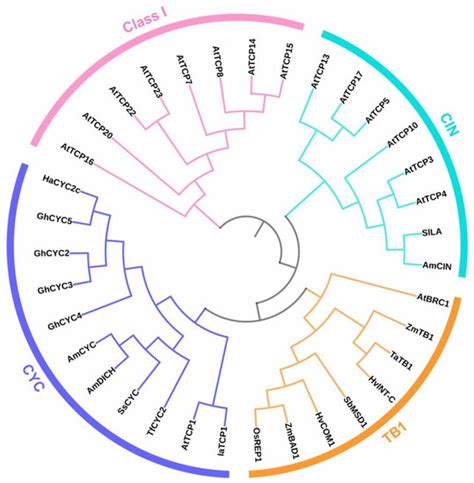 TCP Transcription Factors in Plant Reproductive Development: Juggling ...