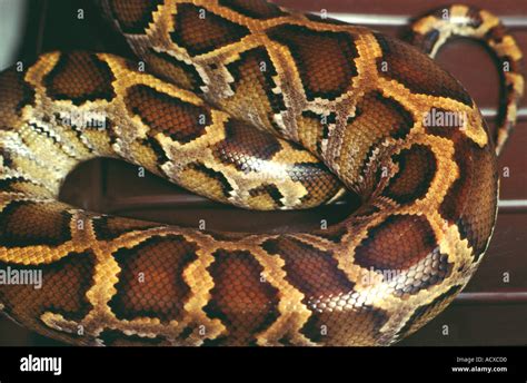 Image result for Embroider Python Skin