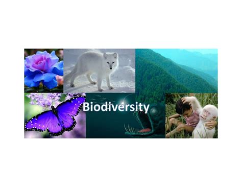 Biodiversity, levels, and types, importance, indian biodiversity ...
