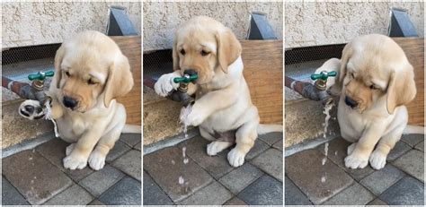 El Golden Retriever que ha conquistado a las redes por lo que hace ...