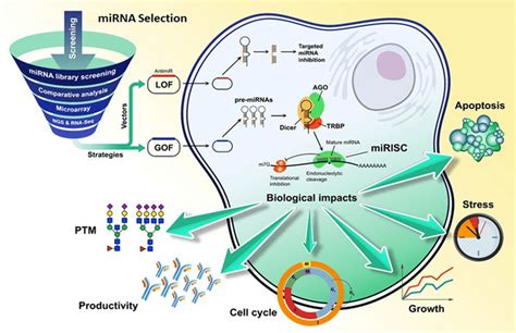 Image result for microRNA Design