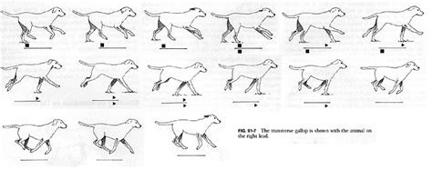 Image result for Run Cycle Reference Animation Video