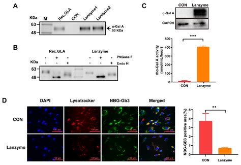 Development of Lanzyme as the Potential Enzyme Replacement Therapy Drug ...