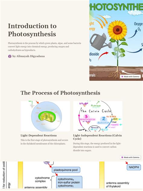 Image result for Basic Photosynthesis