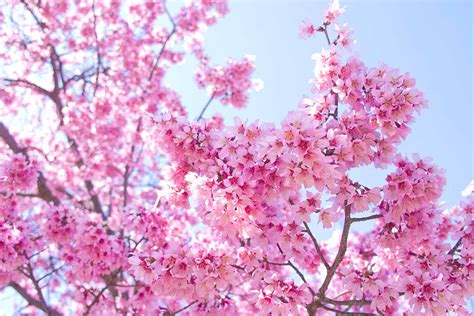 Image result for Flowering Cherry Tree