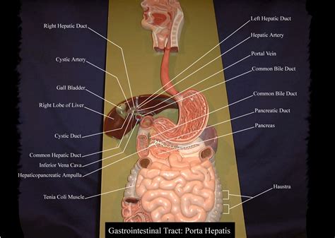 Digestive System Model Labeled