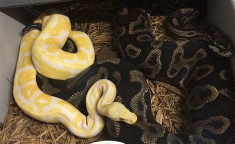 Image result for Ball Python Eating Rabbit