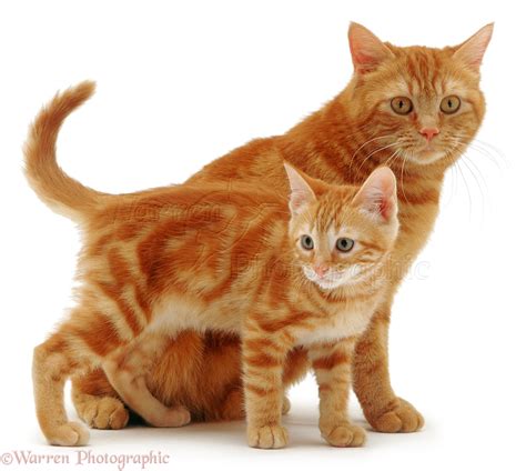 Ginger cat and kitten photo WP02883
