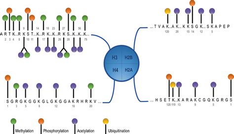 Image result for Modification of Histone Tails