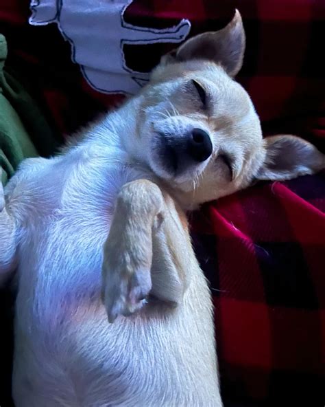 Dallas Ashton (@cubbyashton) • Instagram photos and videos