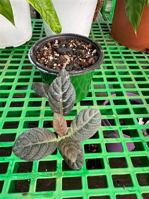 Acanthacae. Sp kalimantan – southerntropical