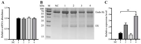 High-Level Secretory Production of Recombinant E2-Spy Antigen Protein ...