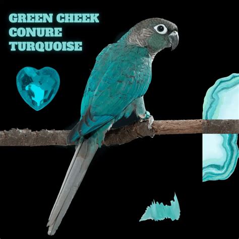 turquoise green cheek conure names Archives - Green cheek