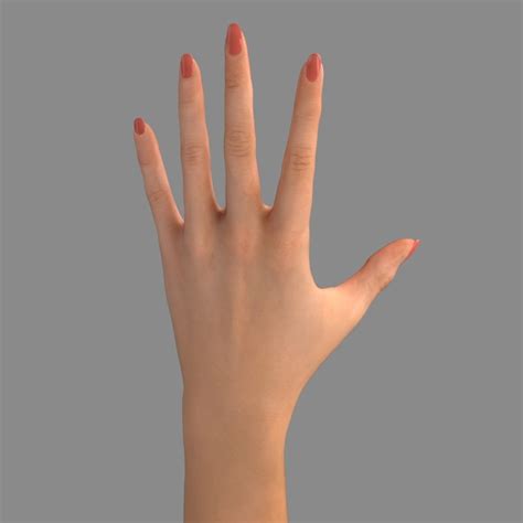 Image result for Female Hand 3D Modeling