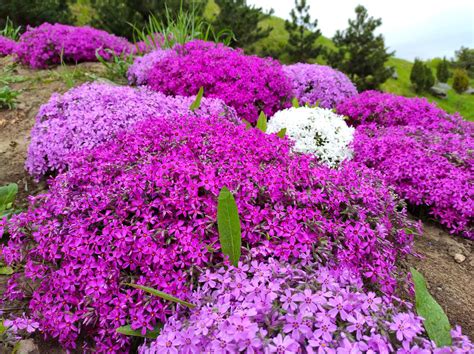 Phlox Ground Cover