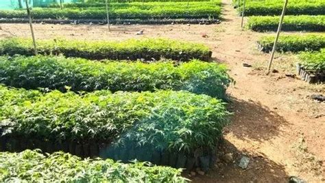 Green Malabar Neem Plant Manufacturers and Suppliers from Seoni
