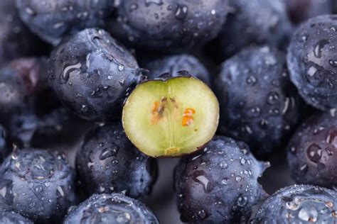 蓝莓是哪里的特产水果（盘点十大优质好吃的蓝莓产地）-知物网