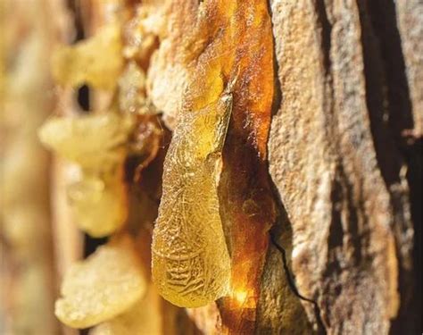 Natural Essential Oil Manufacturer - Spikenard Essential Oil Trader ...