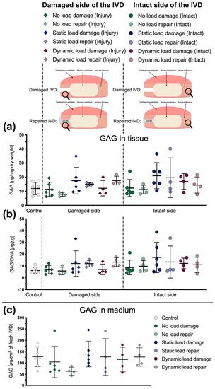 Repairing Annulus Fibrosus Fissures Using Methacrylated Gellan Gum ...