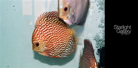 Image result for Large Discus Fish