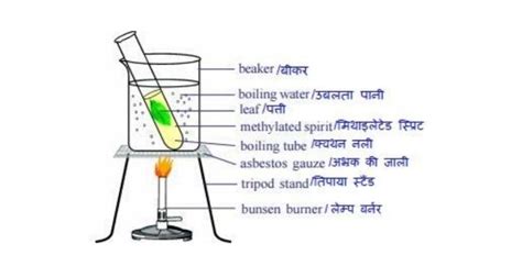 i) To test the presence of starch ,why do we warm the leaves in alcohol ...