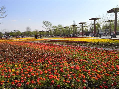 最后看一眼 ，今年北京的春天|北京市_新浪新闻
