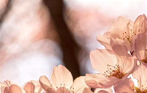 Image result for Language Pathways