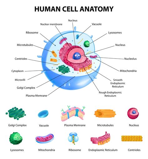 Red Blood Cell Diagram Labeled For Kids