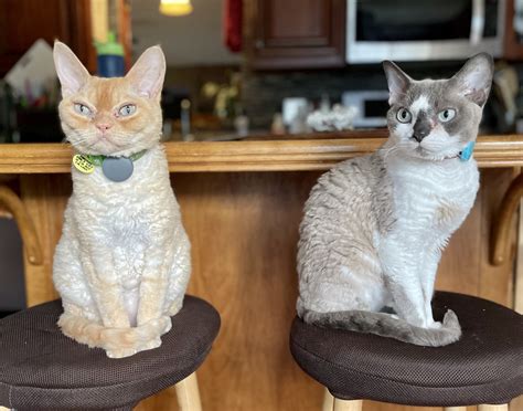 Montville Animal Hospital