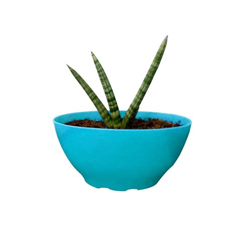 Sansevieria Boncel Snake Plant, Mother in Law Tongue, Starfish Plant ...