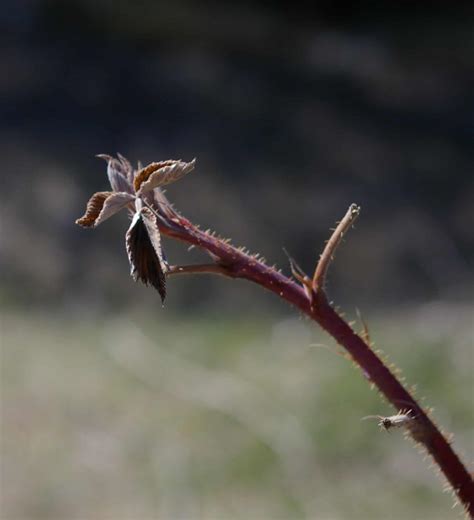 How to Trim Raspberry Bushes in Spring 的图像结果