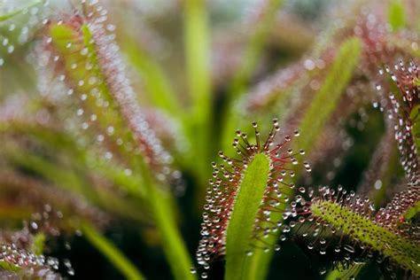 Cape Sundew Guide: Food, Light, Water, Soil, and More