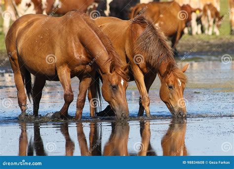 Two Wild Sorrel Horses Drinking Water Stock Photo - Image of swim ...
