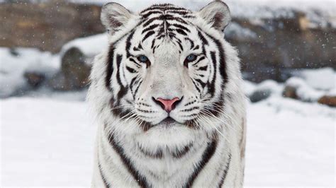 White Bengal Tiger Wallpaper - WallpaperSafari