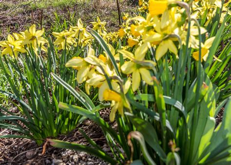 Gate City Funeral Home - Norma Marie Williams - Gate city, VA Norma ...