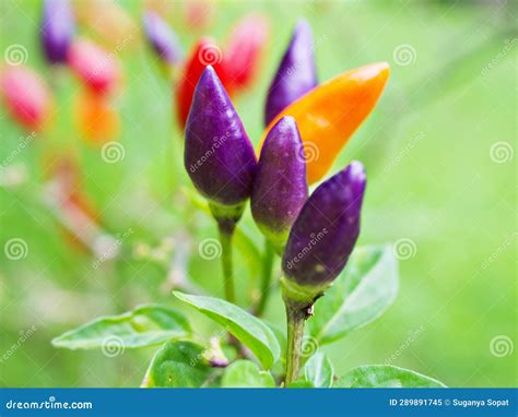 Small Red-purple Chili Pepper , Chile Piquin Capsicum Annuum L ...