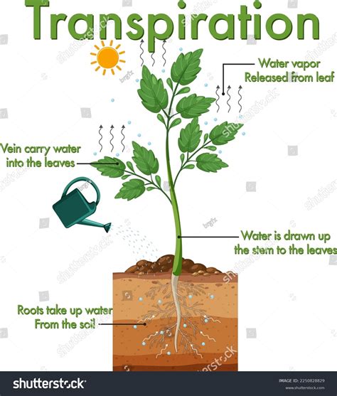 Transpiration In Plants