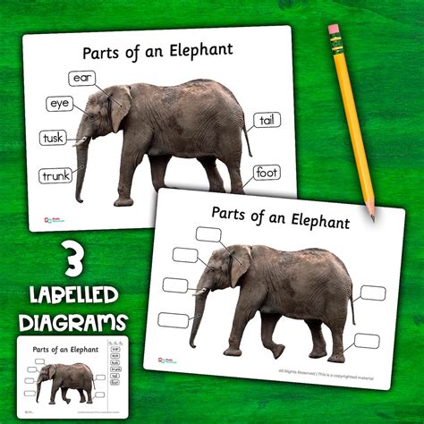 Elephant Anatomy Parts Elephants Parts of an Elephant Diagram Elephant ...