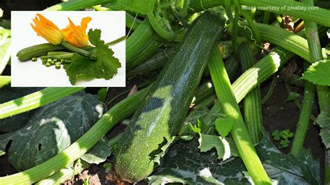 How to Grow Squash Zucchini at Home - A Simple Guide