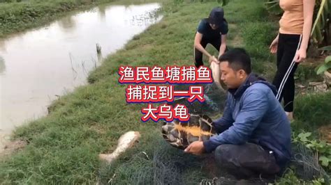 渔民自家鱼塘捕鱼，捕捉到一只比脸盆还大的乌龟，这运气真好#农村生活 #捕鱼 #三农 - YouTube