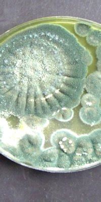 Image result for Mold Testing MA