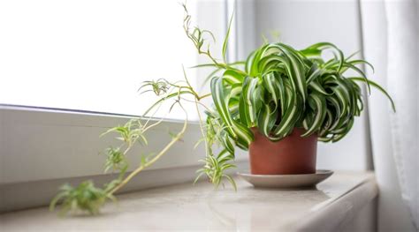 Runner Plant 的图像结果