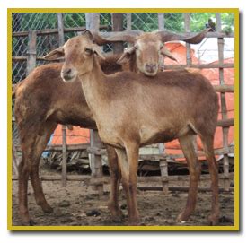Breeding Management of Sheep and Goat