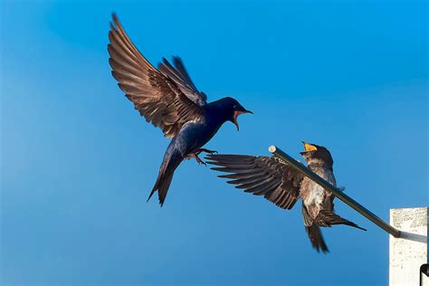 What Do Purple Martins Eat – The Complete Guide To Purple Martin Diets
