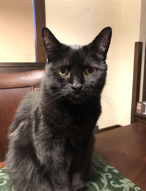 my mom sends me daily pictures of her cat. he blepped today! : r/aww