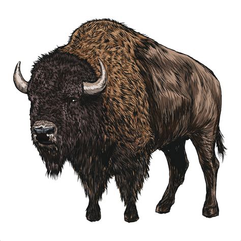 Hand drawing of American bison on a white background. Buffalo in ...