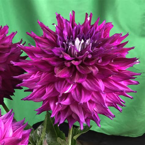 Allen's Bella — Cowlitz River Dahlias