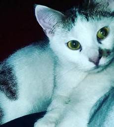 gattini in regalo pavia regalo adozione gatto 8 mesi voghera gattini in regalo pavia regalo adozione gatto 8 mesi voghera