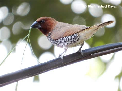 Scaly-breasted munia/ Spotted munia in the process of building a nest ...